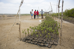 Mangrove nursery
