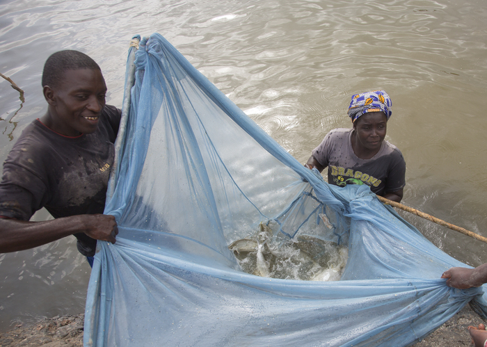 Aquaculture - milkfish