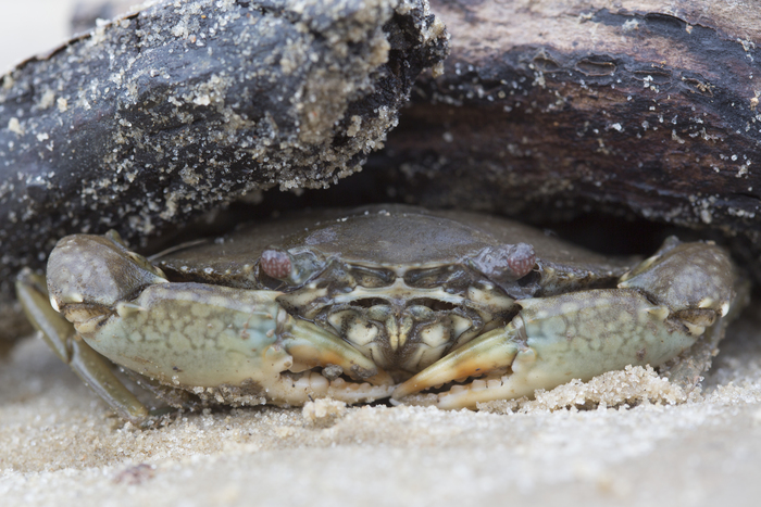 Mangrove crab