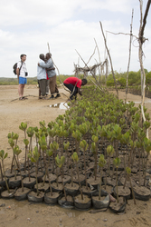 Mangrove nursery