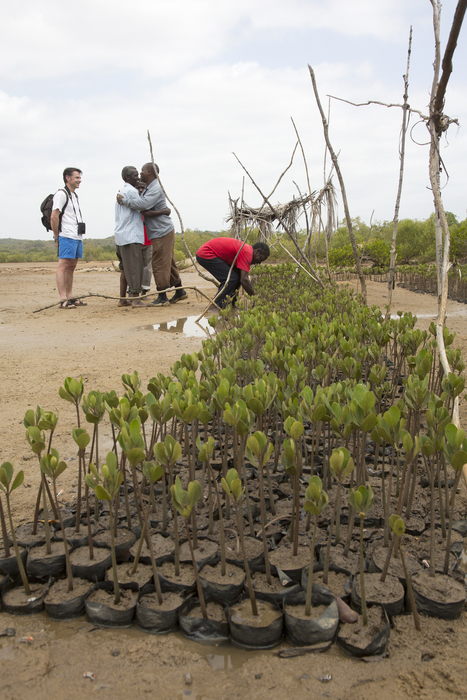 Mangrove nursery