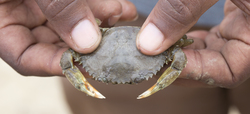 Mangrove crab