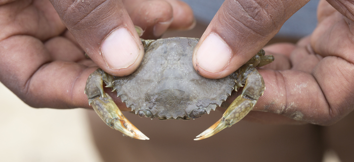 Mangrove crab