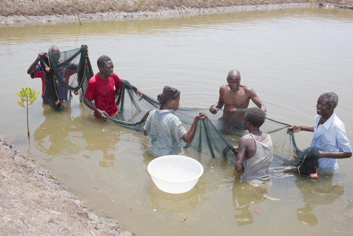 Aquaculture - prawns