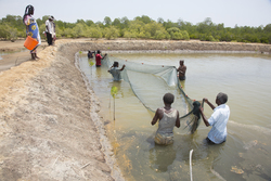 Aquaculture - prawns