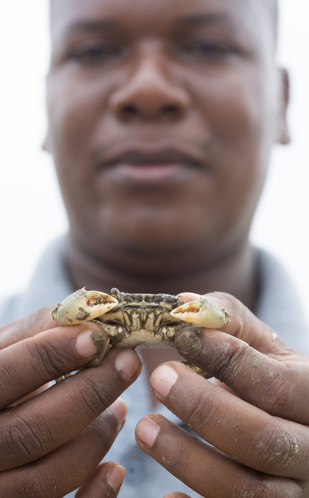 Mangrove crab