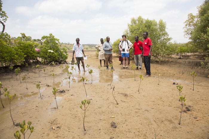 Mangrove replanting