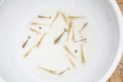 Aquaculture - prawns
