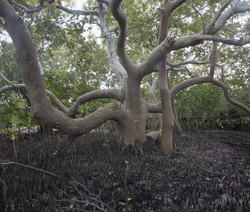 Gazi, Kenya (9 February 2014).