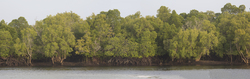 Mangroves