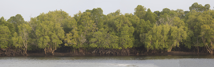 Mangroves