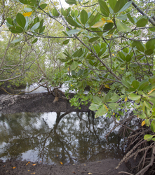 Mangroves