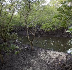 Mangroves