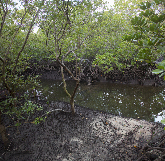 Mangroves