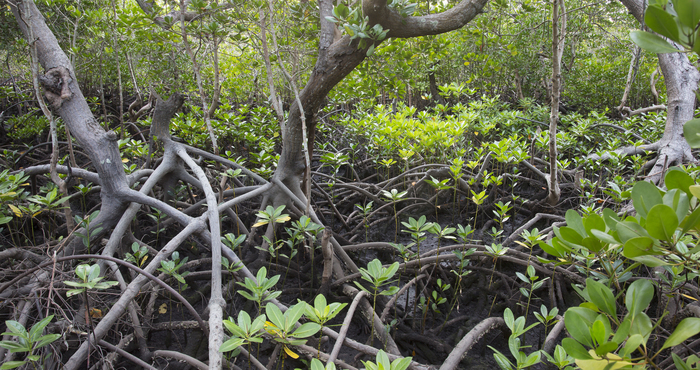 Mangroves