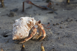 Hermit crab