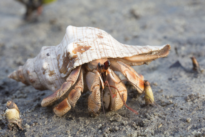 Hermit crab