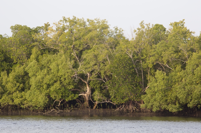 Mangroves