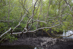 Mangroves