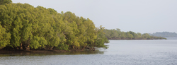 Mangroves