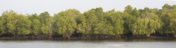 Mangroves