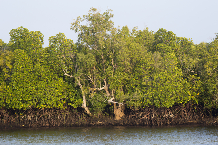 Mangroves