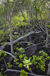 Gazi, Kenya (9 February 2014).