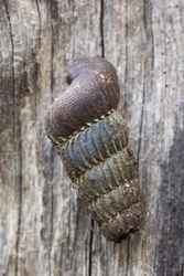 Gazi, Kenya (9 February 2014).