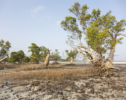 Gazi, Kenya (8 February 2014).