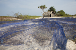 Gazi, Kenya (8 February 2014).