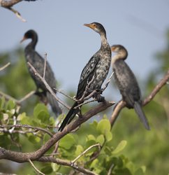 Gazi, Kenya (8 February 2014).