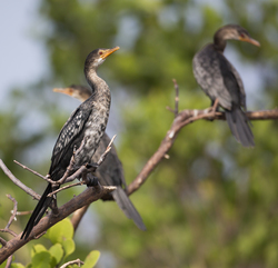 Gazi, Kenya (8 February 2014).