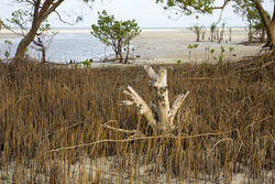 Gazi, Kenya (8 February 2014).