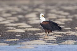 Gazi, Kenya (8 February 2014).