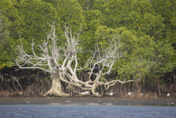 Gazi, Kenya (8 February 2014).