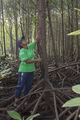Mangrove reforestation, author: Decleer, Misjel