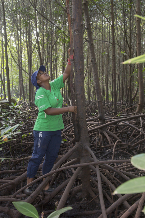 Mangrove reforestation