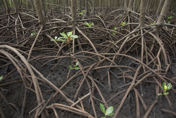 Mangrove reforestation