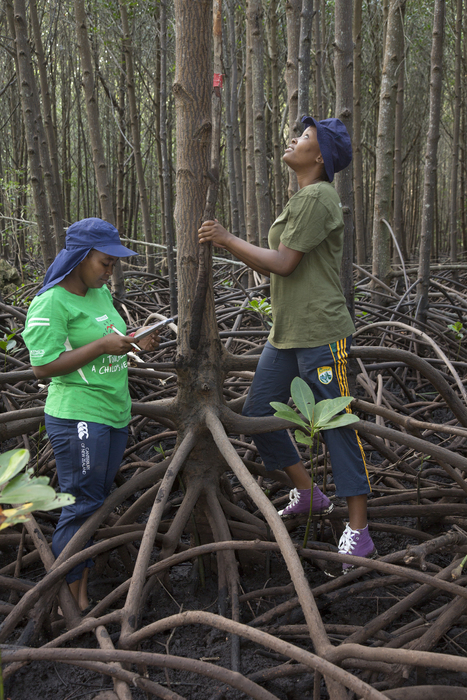 Mangrove reforestation