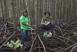 Mangrove reforestation