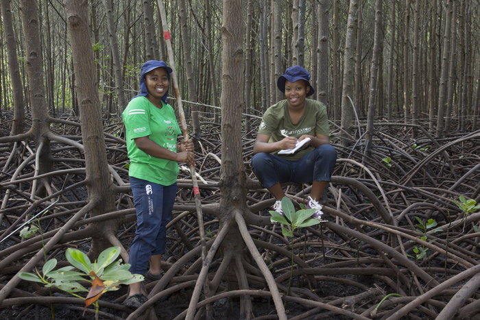 Mangrove reforestation
