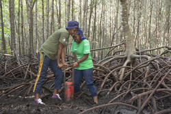 Mangrove reforestation
