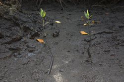 Mangrove reforestation