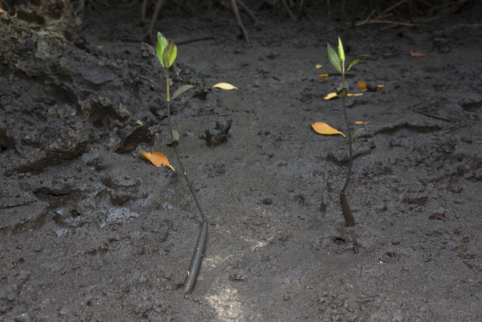 Mangrove reforestation