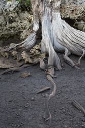 Kinondo, Kenya (8 February 2014).