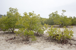 Gazi, Kenya (10 February 2014).