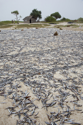 Gazi, Kenya (10 February 2014).