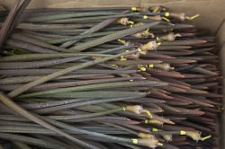 10.02.2014 Makongeni