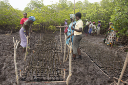 Makongeni, Kenya (10 February 2014).
