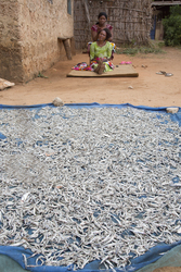 Makongeni, Kenya (10 February 2014).